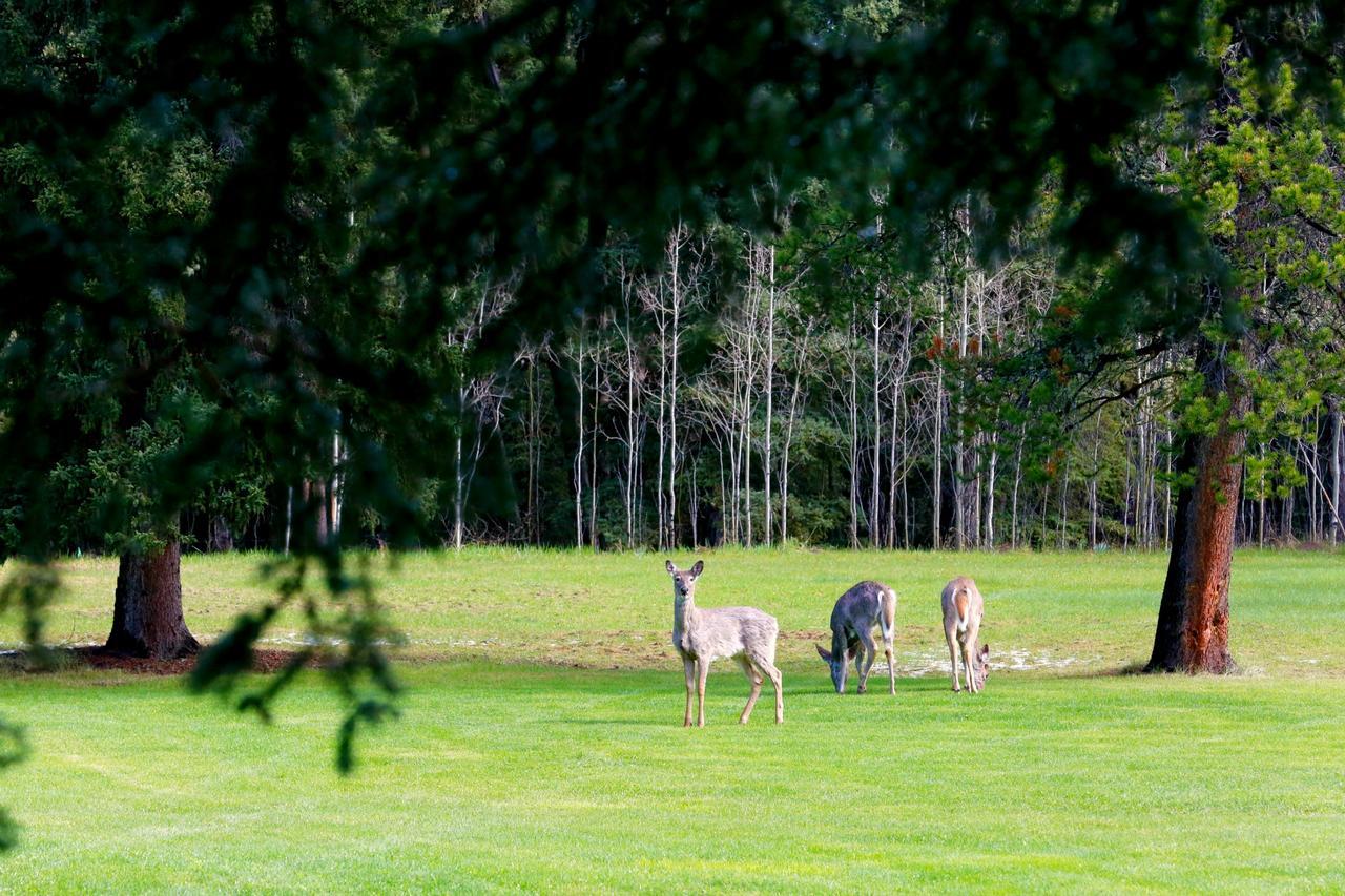 Sleepy Creek Country Manor Bed and Breakfast Bragg Creek Exterior foto